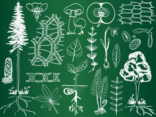 roheline, joonistamine, joonised, puu, puud, lehed, seened, oun, puuviljad Kytalpa
