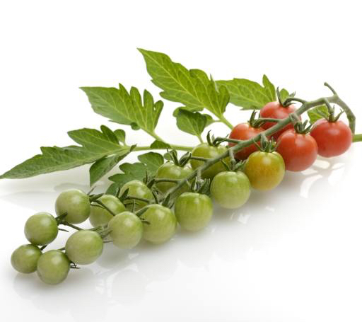 puuviljad, köögiviljad, tomat, tomat, roheline, punane, lehed, toidu Svetlana Foote (Saddako123)