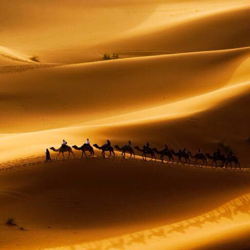 liiv, korb, kaamelid, loodus Rcaucino