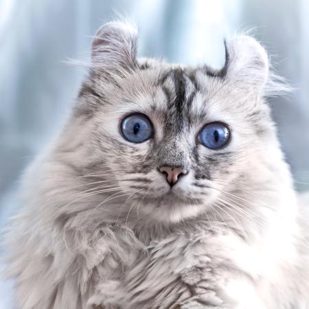 kass, silmad, loomade Eugenesergeev - Dreamstime