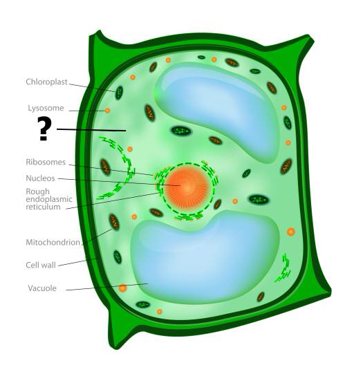rakkude, rakuline, roheline, oranž, kloroplasti, nucleos, vakuool Designua