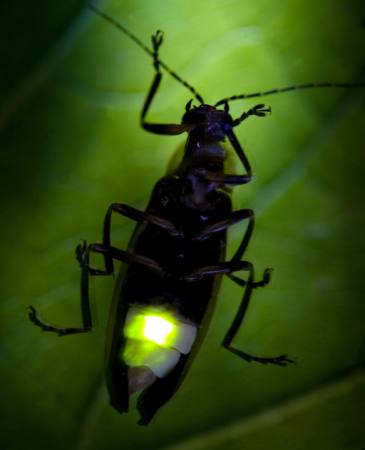 putukate, loomade, loodusliku, elusloodusele, väikesed, lehtede, roheline Fireflyphoto - Dreamstime