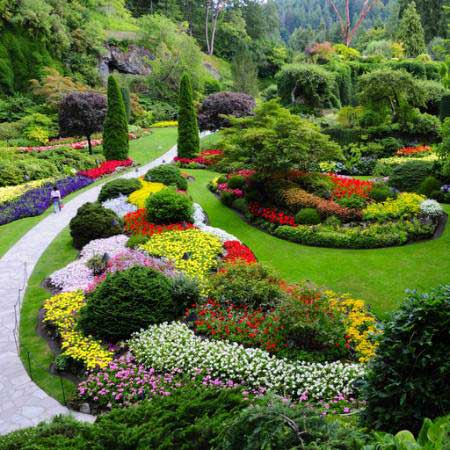 aed, lilled, värvid, roheline Photo168 - Dreamstime