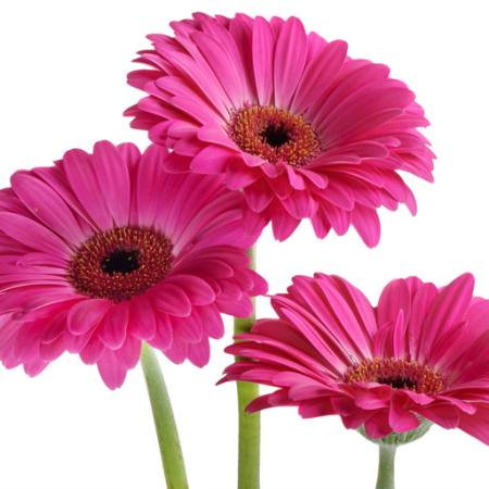 lilled, lill, roosa, lilla Tatjana Baibakova - Dreamstime