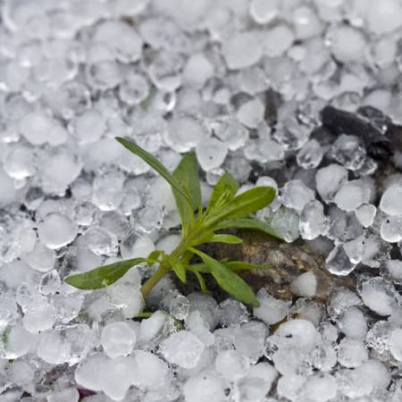 helmed, jää, vihm, lill, roheline, taimede Dantautan - Dreamstime