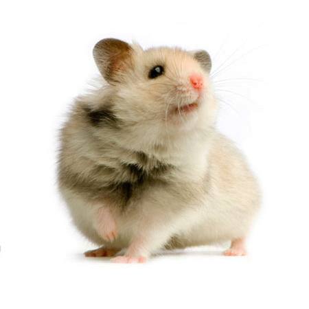 rott, hiir, loomade Isselee - Dreamstime