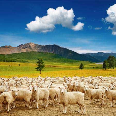 lambad, lambad, loodus, mägi, taevas, pilved, karja Dmitry Pichugin - Dreamstime