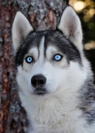 koer, silmad, sinised, loomade Mikael Damkier - Dreamstime