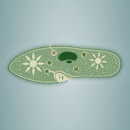 jalajälg, vetikad, roheline, star, mikroskoopilised, kudede Vladimir Zadvinskii (Vladimiraz)