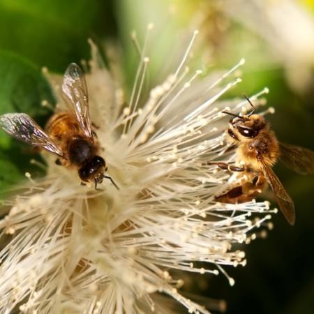 mesilased, loodus, mesilane, Poola, lill Sheryl Caston - Dreamstime