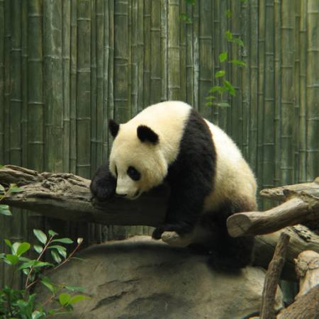 panda, karu, väike, must, valge, puit, mets Nathalie Speliers Ufermann - Dreamstime