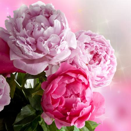 lill, lilled, aed, roos Piccia Neri - Dreamstime