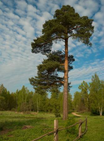 puu, aed, põld, loodus, tara, teed, roheline Konstantin Gushcha - Dreamstime