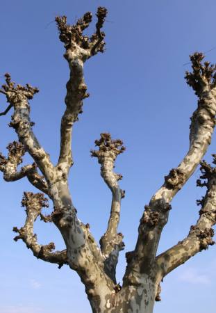 puu, loodus, puud, taevas Bernhard Richter - Dreamstime