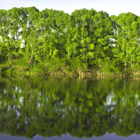 puu, puud, vesi, roheline, järv Vadim Yerofeyev - Dreamstime