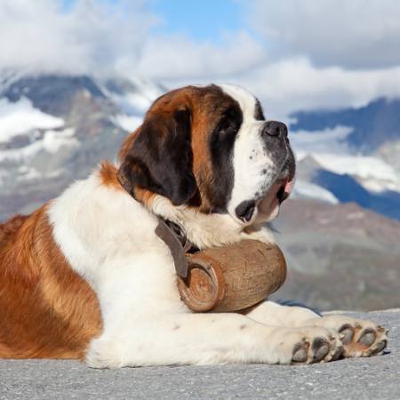 koer, barrel, mägi Swisshippo - Dreamstime