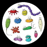 putukad, mikroskoobi, lima, viirus Dedmazay - Dreamstime