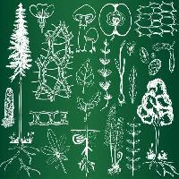 Pixwords Pildi roheline, joonistamine, joonised, puu, puud, lehed, seened, oun, puuviljad Kytalpa