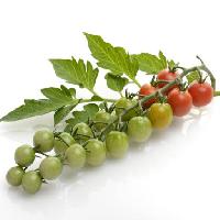 Pixwords Pildi puuviljad, köögiviljad, tomat, tomat, roheline, punane, lehed, toidu Svetlana Foote (Saddako123)