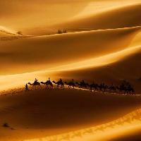 Pixwords Pildi liiv, korb, kaamelid, loodus Rcaucino