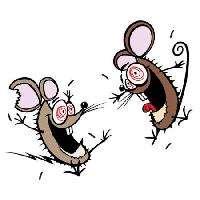 hiir, hiired, hull, õnnelik, kaks Donald Purcell - Dreamstime