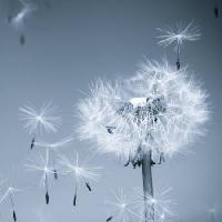 lill, kärbes, sinine, taevas, seemned Mouton1980 - Dreamstime