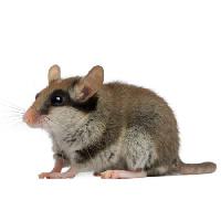 hiir, rott, loomade Isselee - Dreamstime