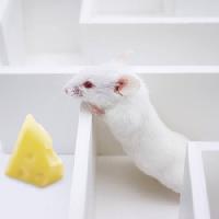 Pixwords Pildi hiir, hiired, juust, labürindi Juan Manuel Ordonez - Dreamstime