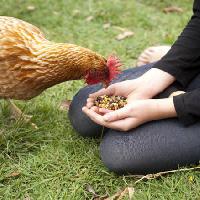 kana, käed, süüa, toit, rohi, roheline Gillian08 - Dreamstime