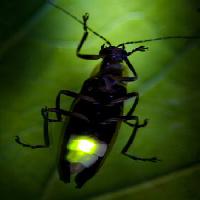 putukate, loomade, loodusliku, elusloodusele, väikesed, lehtede, roheline Fireflyphoto - Dreamstime