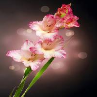 Pixwords Pildi lill, lilled, roheline Subbotina - Dreamstime