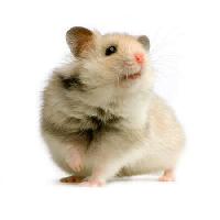 rott, hiir, loomade Isselee - Dreamstime