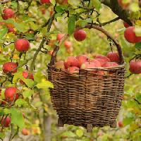 Pixwords Pildi õunad, korv, puu Petr  Cihak - Dreamstime