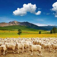 lambad, lambad, loodus, mägi, taevas, pilved, karja Dmitry Pichugin - Dreamstime