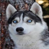 Pixwords Pildi koer, silmad, sinised, loomade Mikael Damkier - Dreamstime