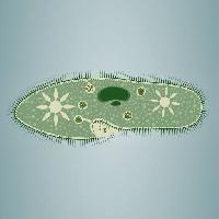 Pixwords Pildi jalajälg, vetikad, roheline, star, mikroskoopilised, kudede Vladimir Zadvinskii (Vladimiraz)