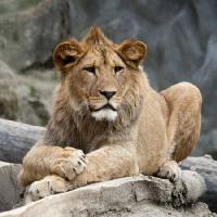 lõvi, loomade, loodusliku, kass Marek Jelínek - Dreamstime