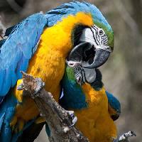 papagoi, lind, värv, linnud Marek Jelínek - Dreamstime