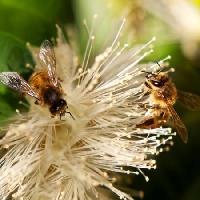 mesilased, loodus, mesilane, Poola, lill Sheryl Caston - Dreamstime