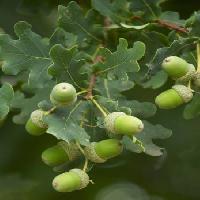 Pixwords Pildi puuviljad, puud, puud, lehed, roheline, aed Tomo Jesenicnik - Dreamstime