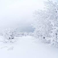 talv, valge, puu Kutt Niinepuu - Dreamstime