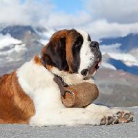 koer, barrel, mägi Swisshippo - Dreamstime