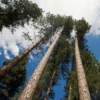Pixwords Pildi puu, puud, taevas, puit, pilved Juan Camilo Bernal - Dreamstime