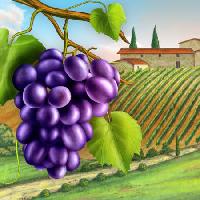 Pixwords Pildi viinamarjad, õue, roheline, lehed, viinapuu, talu Andreus - Dreamstime