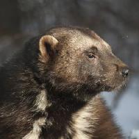 Pixwords Pildi looma, karu, loodusest, elusloodusele, karusnaha Moose Henderson - Dreamstime